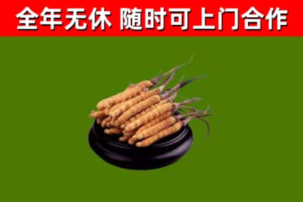 宝应县烟酒回收冬虫夏草.jpg