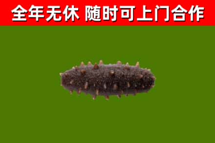 宝应县烟酒回收干海参.jpg